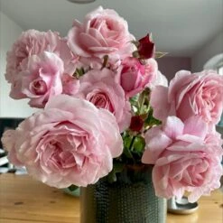 'Our First Summer'™ Rosa X 'Our First Summer'™ (Slyngrose) A-Kvalitet,- Barrods Roser Min. 3 Grene -Sirius Butik p37659 53262 rosa x our first summer slyngrose 419a