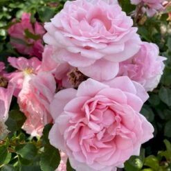 'Our First Summer'™ Rosa X 'Our First Summer'™ (Slyngrose) A-Kvalitet,- Barrods Roser Min. 3 Grene -Sirius Butik p37659 53263 rosa x our first summer slyngrose 50c0