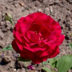 'Senegal' Rosa X 'Senegal' (Klatrerose) A-Kvalitet,- Barrods Roser Min. 3 Grene