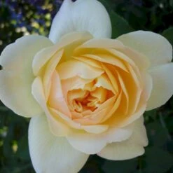 'So Much Love'™ Rosa X 'So Much Love'™ (Slyngrose) A-Kvalitet,- Barrods Roser Min. 3 Grene -Sirius Butik p37664 52905 rosa x so much love slyngrose 90a9