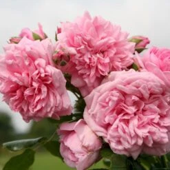 'Sweet Laguna'® Rosa X 'Sweet Laguna'® (Slyngrose) A-Kvalitet,- Barrods Roser Min. 3 Grene -Sirius Butik p37665 53669 rosa x sweet laguna slyngrose 39b5