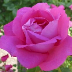 'Wrams Gunnarstorp' Rosa Bourboniana 'Wrams Gunnarstorp' (Bourbonrose) A-Kvalitet,- Barrods Roser Min. 3 Grene