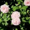 'Ydre Rosen' Rosa X 'Ydre Rosen' (Buskrose) A-Kvalitet,- Barrods Roser Min. 3 Grene
