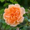 'Dame Judi Dench'™ Rosa X 'Dame Judi Dench'™ (Engelsk Rose) A-Kvalitet,- Barrods Roser Min. 3 Grene