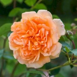 'Dame Judi Dench'™ Rosa X 'Dame Judi Dench'™ (Engelsk Rose) A-Kvalitet,- Barrods Roser Min. 3 Grene