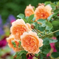 'Dame Judi Dench'™ Rosa X 'Dame Judi Dench'™ (Engelsk Rose) A-Kvalitet,- Barrods Roser Min. 3 Grene -Sirius Butik p37670 52966 rosa x dame judi dench engelsk rose 99b3