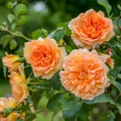 'Dame Judi Dench'™ Rosa X 'Dame Judi Dench'™ (Engelsk Rose) A-Kvalitet,- Barrods Roser Min. 3 Grene -Sirius Butik p37670 52967 rosa x dame judi dench engelsk rose c8cc