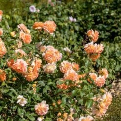 'Dame Judi Dench'™ Rosa X 'Dame Judi Dench'™ (Engelsk Rose) A-Kvalitet,- Barrods Roser Min. 3 Grene -Sirius Butik p37670 52968 rosa x dame judi dench engelsk rose 114c