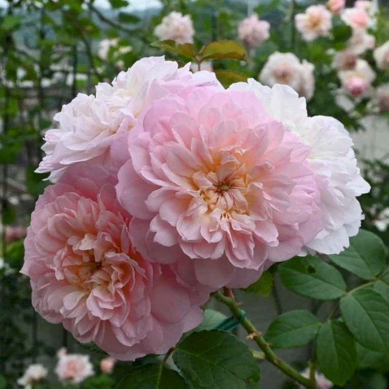 'Elisabeth'™ Rosa X 'Elisabeth'™ (Engelsk Rose) A-Kvalitet,- Barrods Roser Min. 3 Grene 1 'Elisabeth'™ Rosa X 'Elisabeth'™ (Engelsk Rose) A-Kvalitet,- Barrods Roser Min. 3 Grene
