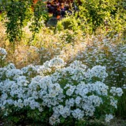 'Kew Gardens'™ Rosa X 'Kew Gardens'™ (Engelsk Rose) A-Kvalitet,- Barrods Roser Min. 3 Grene 11 'Kew Gardens'™ Rosa X 'Kew Gardens'™ (Engelsk Rose) A-Kvalitet,- Barrods Roser Min. 3 Grene -Sirius Butik p37673 53043 rosa x kew gardens engelsk rose 9b38