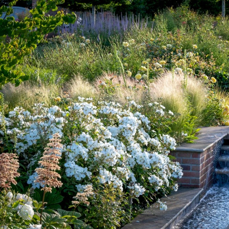 'Kew Gardens'™ Rosa X 'Kew Gardens'™ (Engelsk Rose) A-Kvalitet,- Barrods Roser Min. 3 Grene 6 'Kew Gardens'™ Rosa X 'Kew Gardens'™ (Engelsk Rose) A-Kvalitet,- Barrods Roser Min. 3 Grene - Billede 6