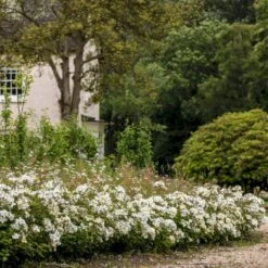 'Kew Gardens'™ Rosa X 'Kew Gardens'™ (Engelsk Rose) A-Kvalitet,- Barrods Roser Min. 3 Grene 16 'Kew Gardens'™ Rosa X 'Kew Gardens'™ (Engelsk Rose) A-Kvalitet,- Barrods Roser Min. 3 Grene -Sirius Butik p37673 53048 rosa x kew gardens engelsk rose 13ad