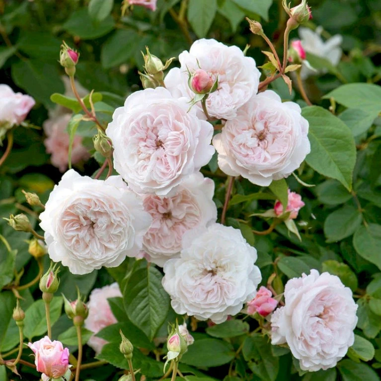 'The Albrighton Rambler'® Rosa X 'The Albrighton Rambler'® (Engelsk Rose) A-Kvalitet,- Barrods Roser Min. 3 Grene 1 'The Albrighton Rambler'® Rosa X 'The Albrighton Rambler'® (Engelsk Rose) A-Kvalitet,- Barrods Roser Min. 3 Grene