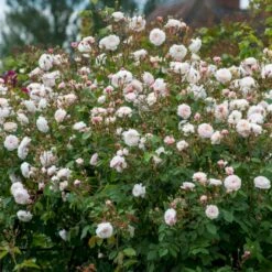 'The Albrighton Rambler'® Rosa X 'The Albrighton Rambler'® (Engelsk Rose) A-Kvalitet,- Barrods Roser Min. 3 Grene 15 'The Albrighton Rambler'® Rosa X 'The Albrighton Rambler'® (Engelsk Rose) A-Kvalitet,- Barrods Roser Min. 3 Grene -Sirius Butik p37674 53150 rosa x the albrighton rambler engelsk rose 07cb