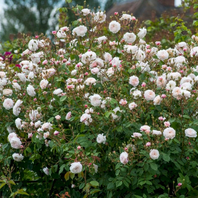'The Albrighton Rambler'® Rosa X 'The Albrighton Rambler'® (Engelsk Rose) A-Kvalitet,- Barrods Roser Min. 3 Grene 5 'The Albrighton Rambler'® Rosa X 'The Albrighton Rambler'® (Engelsk Rose) A-Kvalitet,- Barrods Roser Min. 3 Grene - Billede 5