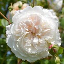 'The Albrighton Rambler'® Rosa X 'The Albrighton Rambler'® (Engelsk Rose) A-Kvalitet,- Barrods Roser Min. 3 Grene 16 'The Albrighton Rambler'® Rosa X 'The Albrighton Rambler'® (Engelsk Rose) A-Kvalitet,- Barrods Roser Min. 3 Grene -Sirius Butik p37674 53151 rosa x the albrighton rambler engelsk rose b42c