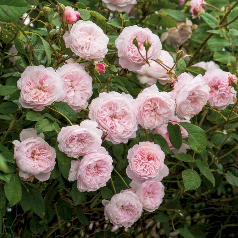 'The Albrighton Rambler'® Rosa X 'The Albrighton Rambler'® (Engelsk Rose) A-Kvalitet,- Barrods Roser Min. 3 Grene 7 'The Albrighton Rambler'® Rosa X 'The Albrighton Rambler'® (Engelsk Rose) A-Kvalitet,- Barrods Roser Min. 3 Grene - Billede 7