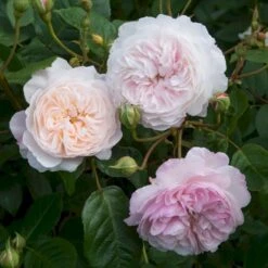 'The Albrighton Rambler'® Rosa X 'The Albrighton Rambler'® (Engelsk Rose) A-Kvalitet,- Barrods Roser Min. 3 Grene 18 'The Albrighton Rambler'® Rosa X 'The Albrighton Rambler'® (Engelsk Rose) A-Kvalitet,- Barrods Roser Min. 3 Grene -Sirius Butik p37674 53153 rosa x the albrighton rambler engelsk rose f0f9