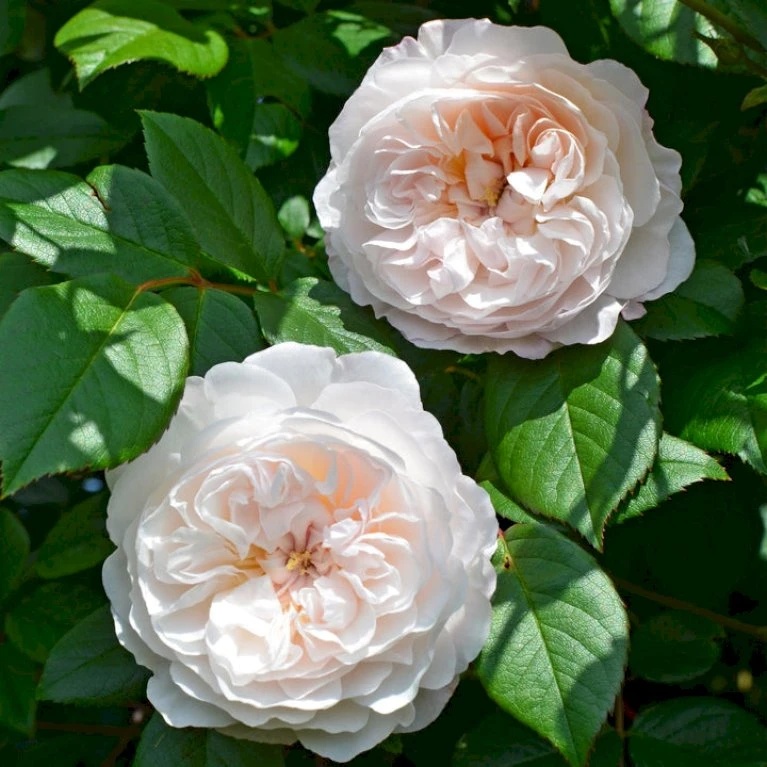'The Albrighton Rambler'® Rosa X 'The Albrighton Rambler'® (Engelsk Rose) A-Kvalitet,- Barrods Roser Min. 3 Grene 9 'The Albrighton Rambler'® Rosa X 'The Albrighton Rambler'® (Engelsk Rose) A-Kvalitet,- Barrods Roser Min. 3 Grene - Billede 9