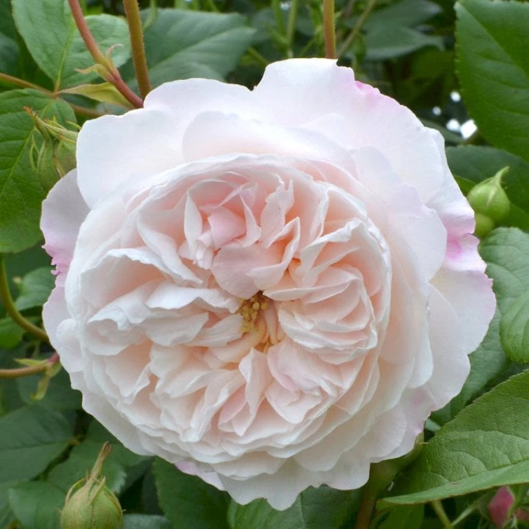 'The Albrighton Rambler'® Rosa X 'The Albrighton Rambler'® (Engelsk Rose) A-Kvalitet,- Barrods Roser Min. 3 Grene 10 'The Albrighton Rambler'® Rosa X 'The Albrighton Rambler'® (Engelsk Rose) A-Kvalitet,- Barrods Roser Min. 3 Grene - Billede 10