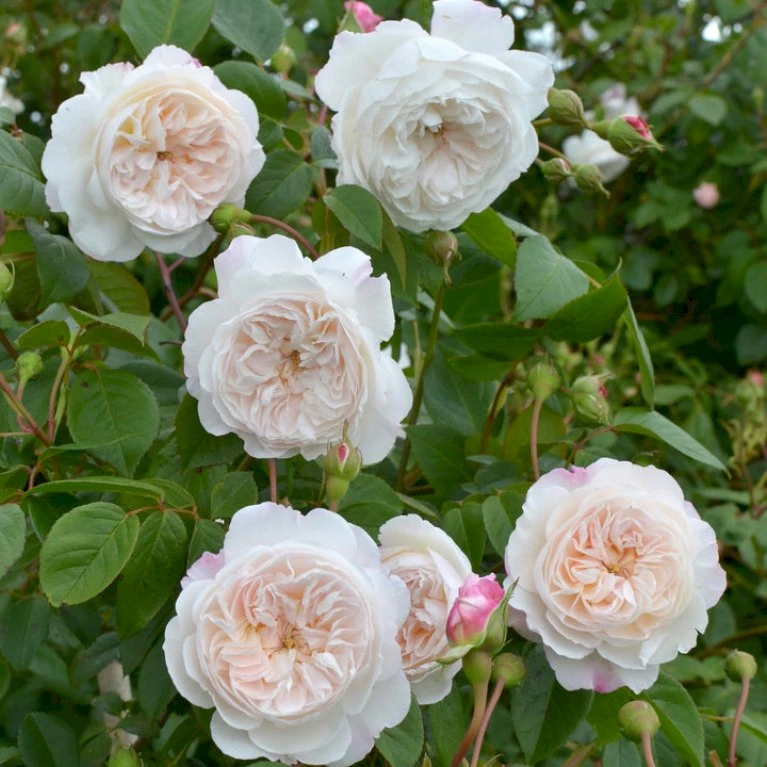 'The Albrighton Rambler'® Rosa X 'The Albrighton Rambler'® (Engelsk Rose) A-Kvalitet,- Barrods Roser Min. 3 Grene 11 'The Albrighton Rambler'® Rosa X 'The Albrighton Rambler'® (Engelsk Rose) A-Kvalitet,- Barrods Roser Min. 3 Grene - Billede 11