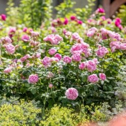 'The Ancient Mariner' Rosa X 'The Ancient Mariner' (Engelsk Rose) A-Kvalitet,- Barrods Roser Min. 3 Grene -Sirius Butik p37675 53158 rosa x the ancient mariner engelsk rose 9f23