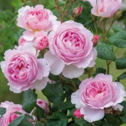 'The Ancient Mariner' Rosa X 'The Ancient Mariner' (Engelsk Rose) A-Kvalitet,- Barrods Roser Min. 3 Grene -Sirius Butik p37675 53159 rosa x the ancient mariner engelsk rose b5c6