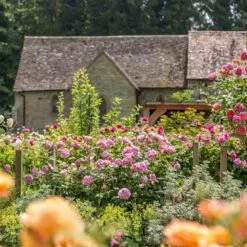 'The Ancient Mariner' Rosa X 'The Ancient Mariner' (Engelsk Rose) A-Kvalitet,- Barrods Roser Min. 3 Grene -Sirius Butik p37675 53160 rosa x the ancient mariner engelsk rose 0071