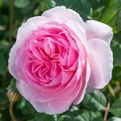 'The Ancient Mariner' Rosa X 'The Ancient Mariner' (Engelsk Rose) A-Kvalitet,- Barrods Roser Min. 3 Grene -Sirius Butik p37675 53162 rosa x the ancient mariner engelsk rose 2203