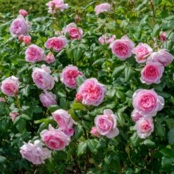 'The Ancient Mariner' Rosa X 'The Ancient Mariner' (Engelsk Rose) A-Kvalitet,- Barrods Roser Min. 3 Grene -Sirius Butik p37675 53163 rosa x the ancient mariner engelsk rose 33e9