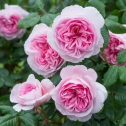'The Ancient Mariner' Rosa X 'The Ancient Mariner' (Engelsk Rose) A-Kvalitet,- Barrods Roser Min. 3 Grene -Sirius Butik p37675 53164 rosa x the ancient mariner engelsk rose a70c