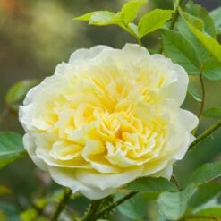 'The Country Parson'® Rosa X 'The Country Parson'® (Engelsk Rose) A-Kvalitet,- Barrods Roser Min. 3 Grene -Sirius Butik p37676 53167 rosa x the country parson engelsk rose ea9b