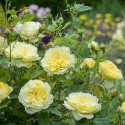 'The Country Parson'® Rosa X 'The Country Parson'® (Engelsk Rose) A-Kvalitet,- Barrods Roser Min. 3 Grene -Sirius Butik p37676 53168 rosa x the country parson engelsk rose 2d40