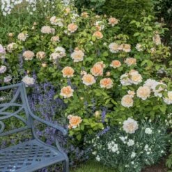 'The Lady Gardener' Rosa X 'The Lady Gardener' (Engelsk Rose) A-Kvalitet,- Barrods Roser Min. 3 Grene -Sirius Butik p37677 53179 rosa x the lady gardener engelsk rose 236a