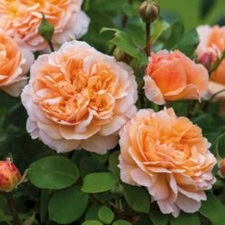 'The Lady Gardener' Rosa X 'The Lady Gardener' (Engelsk Rose) A-Kvalitet,- Barrods Roser Min. 3 Grene -Sirius Butik p37677 53180 rosa x the lady gardener engelsk rose 8795