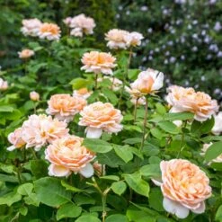 'The Lady Gardener' Rosa X 'The Lady Gardener' (Engelsk Rose) A-Kvalitet,- Barrods Roser Min. 3 Grene -Sirius Butik p37677 53182 rosa x the lady gardener engelsk rose a283