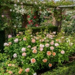 'The Lady Gardener' Rosa X 'The Lady Gardener' (Engelsk Rose) A-Kvalitet,- Barrods Roser Min. 3 Grene -Sirius Butik p37677 53183 rosa x the lady gardener engelsk rose 9e63