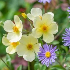 'Tottering-By-Gently'™ Rosa X 'Tottering-By-Gently'™ (Engelsk Rose) A-Kvalitet,- Barrods Roser Min. 3 Grene -Sirius Butik p37678 53222 rosa x tottering by gently engelsk rose 7019