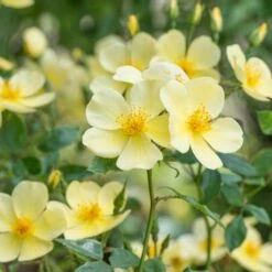 'Tottering-By-Gently'™ Rosa X 'Tottering-By-Gently'™ (Engelsk Rose) A-Kvalitet,- Barrods Roser Min. 3 Grene -Sirius Butik p37678 53223 rosa x tottering by gently engelsk rose 2344