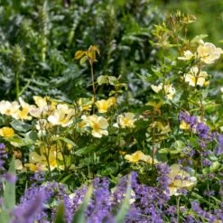 'Tottering-By-Gently'™ Rosa X 'Tottering-By-Gently'™ (Engelsk Rose) A-Kvalitet,- Barrods Roser Min. 3 Grene -Sirius Butik p37678 53224 rosa x tottering by gently engelsk rose 1d13