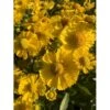 Solbrud 'Lemon Sundae' Helenium 'Lemon Sundae' 1 Liter Potte