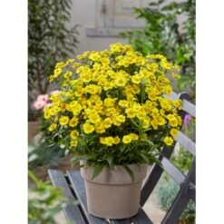 Solbrud 'Lemon Sundae' Helenium 'Lemon Sundae' 1 Liter Potte -Sirius Butik p37684 52583 helenium lemon sundae cd51