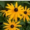 Gul Solhat 'American Goldrush' Rudbeckia Fulgida 'American Goldrush' 1 Liter Potte