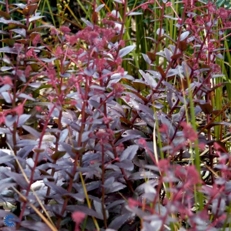 Sankthansurt 'Chocolate Cherry' Sedum 'Chocolate Cherry' 1 Liter Potte 3 Sankthansurt 'Chocolate Cherry' Sedum 'Chocolate Cherry' 1 Liter Potte - Billede 3