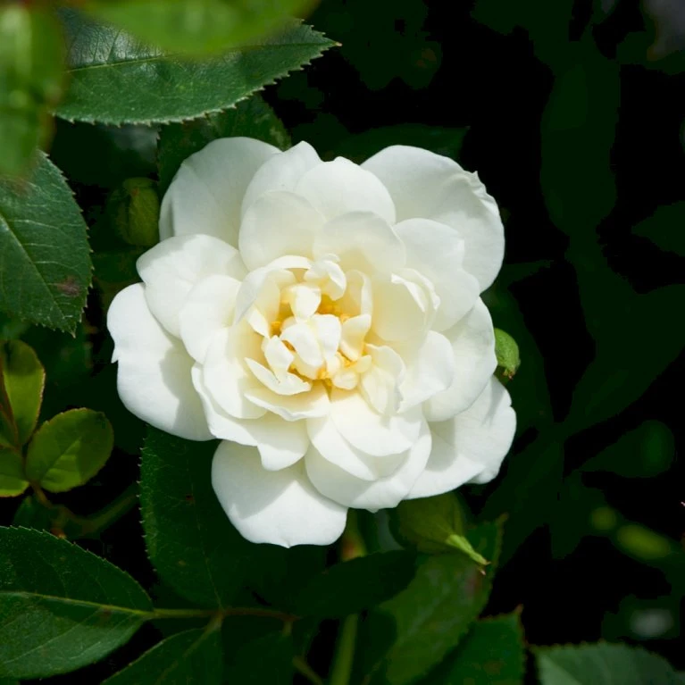 'White Cover'® Rosa X 'White Cover'® (Bunddækkerose) A-Kvalitet,- Barrods Roser Min. 3 Grene 1 'White Cover'® Rosa X 'White Cover'® (Bunddækkerose) A-Kvalitet,- Barrods Roser Min. 3 Grene
