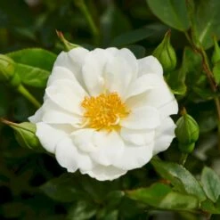 'White Cover'® Rosa X 'White Cover'® (Bunddækkerose) A-Kvalitet,- Barrods Roser Min. 3 Grene 16 'White Cover'® Rosa X 'White Cover'® (Bunddækkerose) A-Kvalitet,- Barrods Roser Min. 3 Grene -Sirius Butik p376 52025 rosa x white cover bunddaekkerose 1dbe