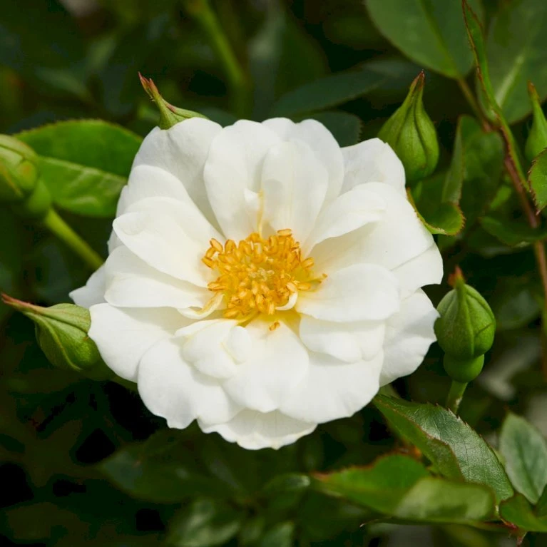 'White Cover'® Rosa X 'White Cover'® (Bunddækkerose) A-Kvalitet,- Barrods Roser Min. 3 Grene 3 'White Cover'® Rosa X 'White Cover'® (Bunddækkerose) A-Kvalitet,- Barrods Roser Min. 3 Grene - Billede 3