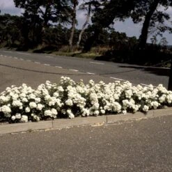 'White Cover'® Rosa X 'White Cover'® (Bunddækkerose) A-Kvalitet,- Barrods Roser Min. 3 Grene 17 'White Cover'® Rosa X 'White Cover'® (Bunddækkerose) A-Kvalitet,- Barrods Roser Min. 3 Grene -Sirius Butik p376 52026 rosa x white cover bunddaekkerose f029