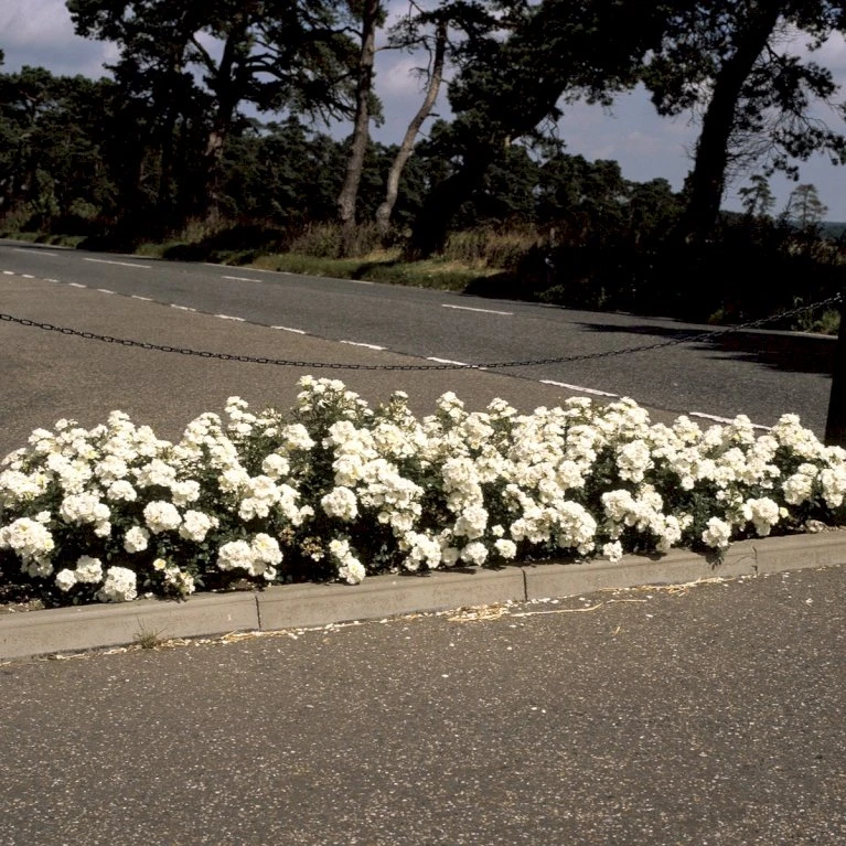 'White Cover'® Rosa X 'White Cover'® (Bunddækkerose) A-Kvalitet,- Barrods Roser Min. 3 Grene 4 'White Cover'® Rosa X 'White Cover'® (Bunddækkerose) A-Kvalitet,- Barrods Roser Min. 3 Grene - Billede 4