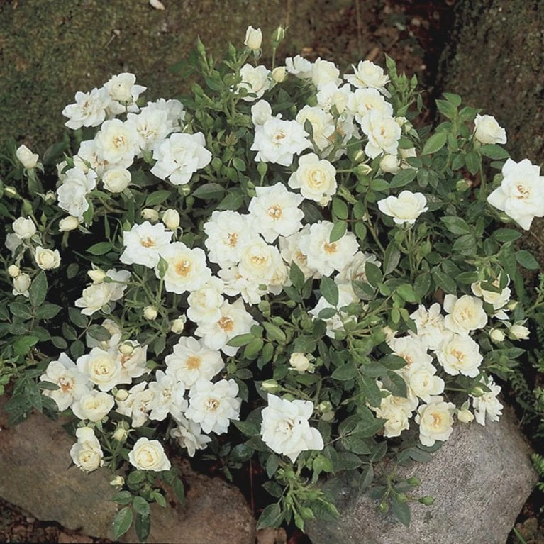 'White Cover'® Rosa X 'White Cover'® (Bunddækkerose) A-Kvalitet,- Barrods Roser Min. 3 Grene 5 'White Cover'® Rosa X 'White Cover'® (Bunddækkerose) A-Kvalitet,- Barrods Roser Min. 3 Grene - Billede 5